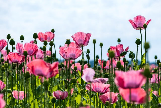 ピンクのポピーの花畑